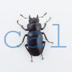 cyfinae59