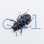 cyfinae59