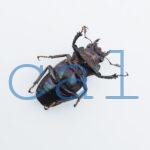 cyfinae59