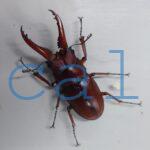 Prosopocoilus.astacoides.fraternusONF