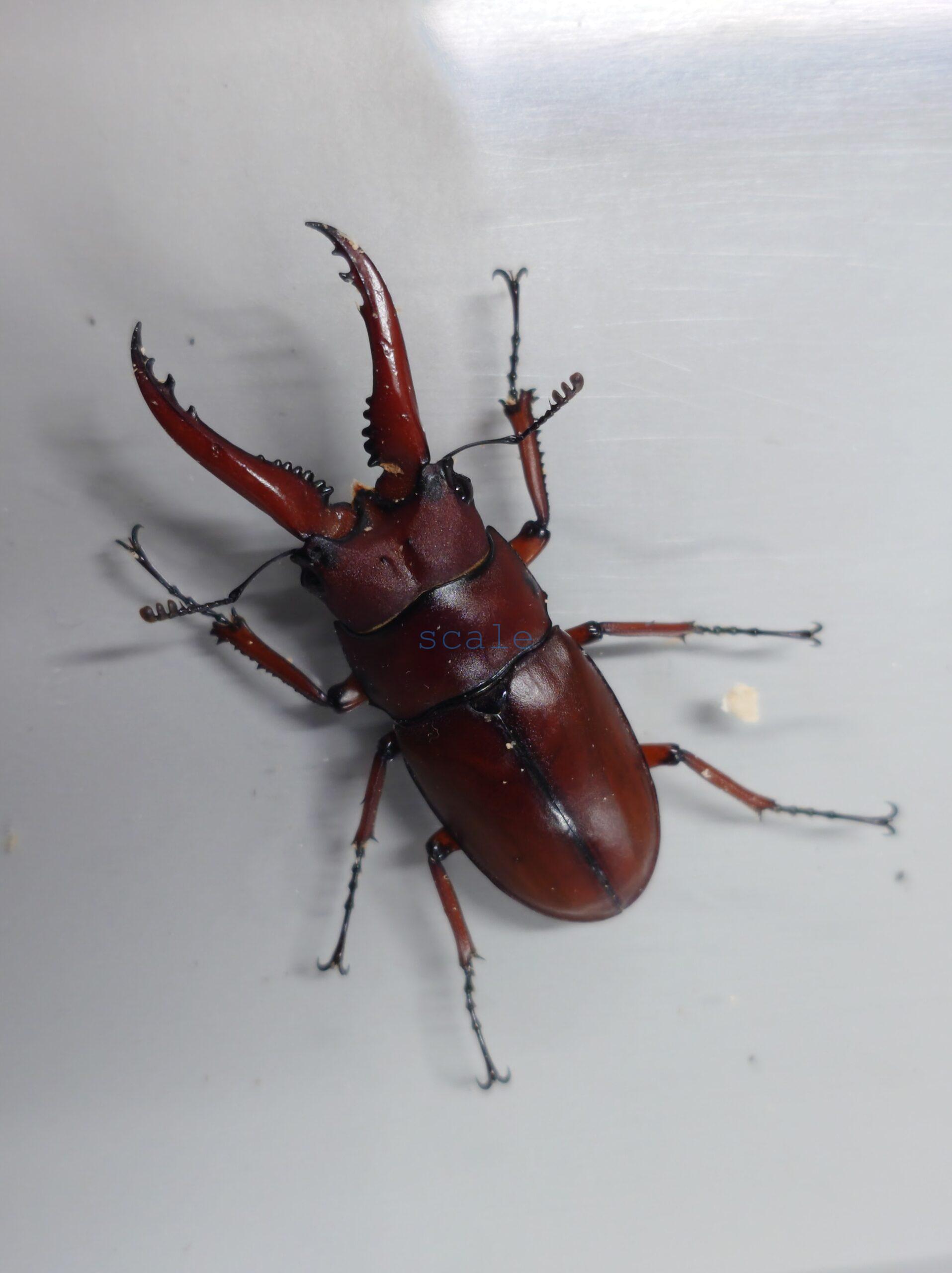 Prosopocoilus.astacoides.fraternusONF
