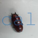 Prosopocoilus.astacoides.fraternusONF