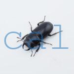 Dorcus yaksha tonkinensis