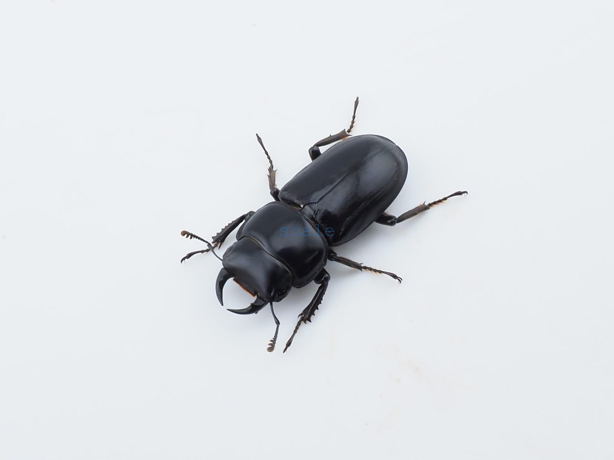 Dorcus yaksha tonkinensis