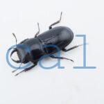 Dorcus yaksha tonkinensis