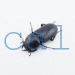 Dorcus yaksha tonkinensis