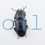 Dorcus yaksha tonkinensis