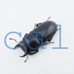 Dorcus yaksha tonkinensis2