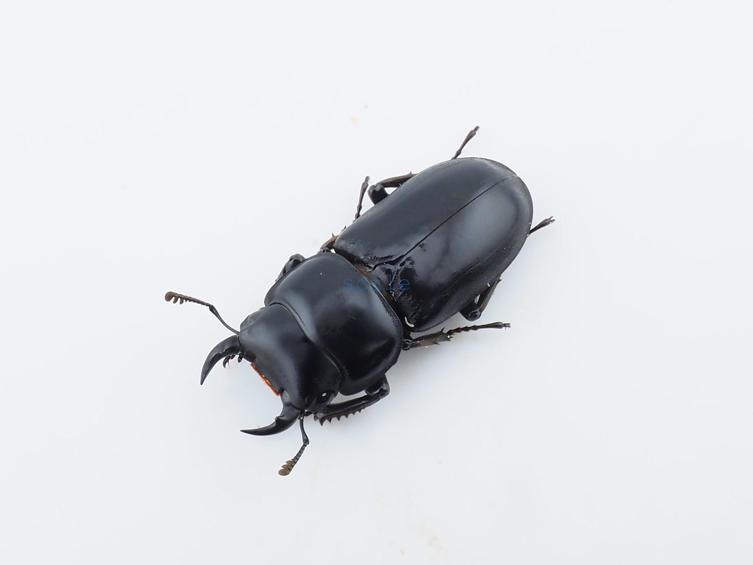 Dorcus yaksha tonkinensis2