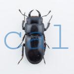 Dorcus yaksha tonkinensis2