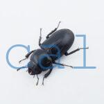 Dorcus yaksha tonkinensis2