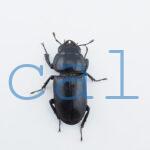 Dorcus yaksha tonkinensis2