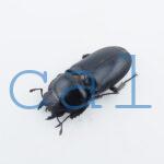 Dorcus yaksha tonkinensis3