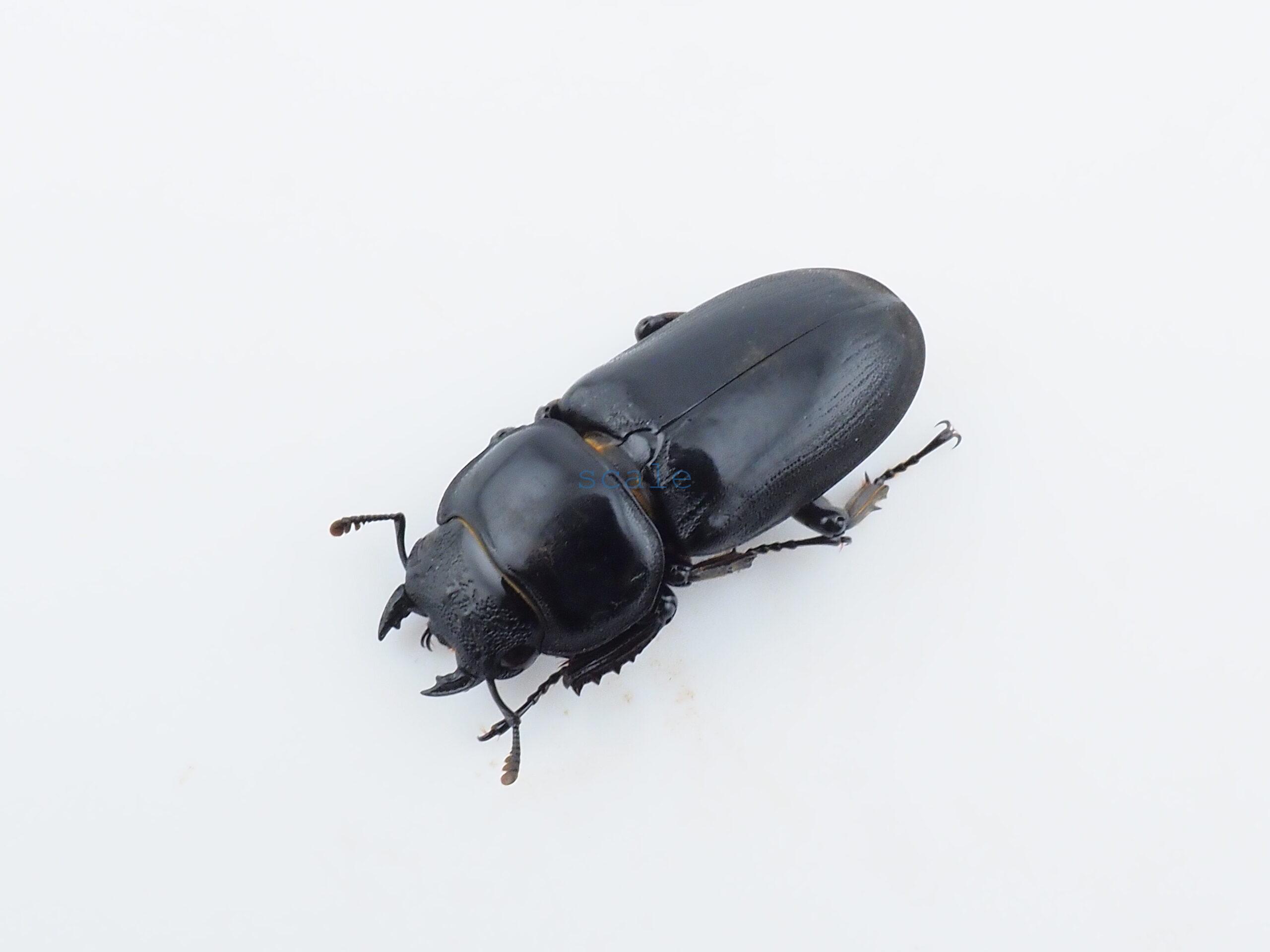 Dorcus yaksha tonkinensis3