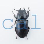 Dorcus yaksha tonkinensis3