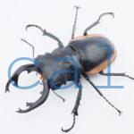 Odontolabis.cuvera.sinensis