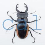 Odontolabis.cuvera.sinensis