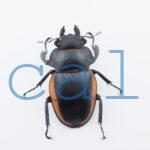 Odontolabis.cuvera.sinensis