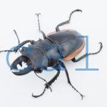 Odontolabis.cuvera.sinensis