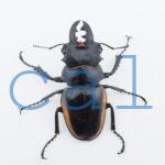 Odontolabis.cuvera.sinensis