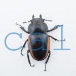 Odontolabis.cuvera.sinensis