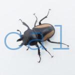 Neolucanus.similis