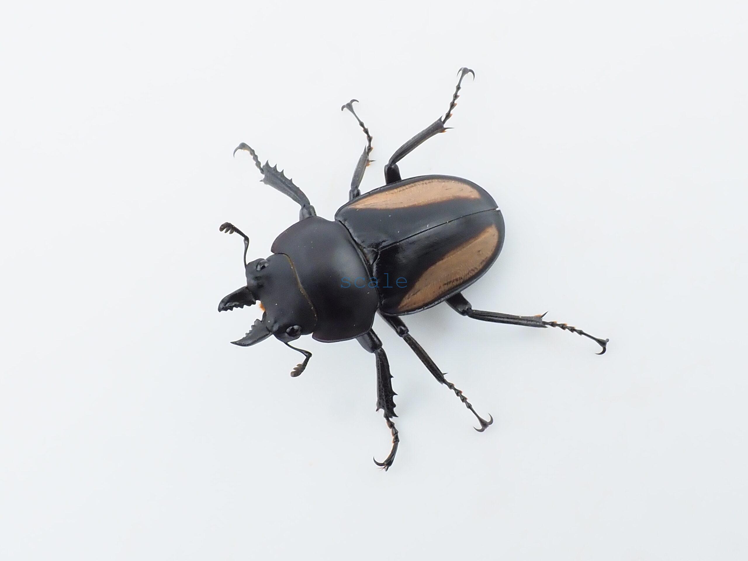 Neolucanus.similis