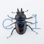 Neolucanus.similis