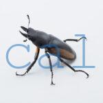 Neolucanus.similis