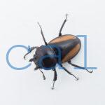 Neolucanus.similis