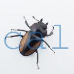 Neolucanus.similis