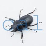 Neolucanus.guiardi