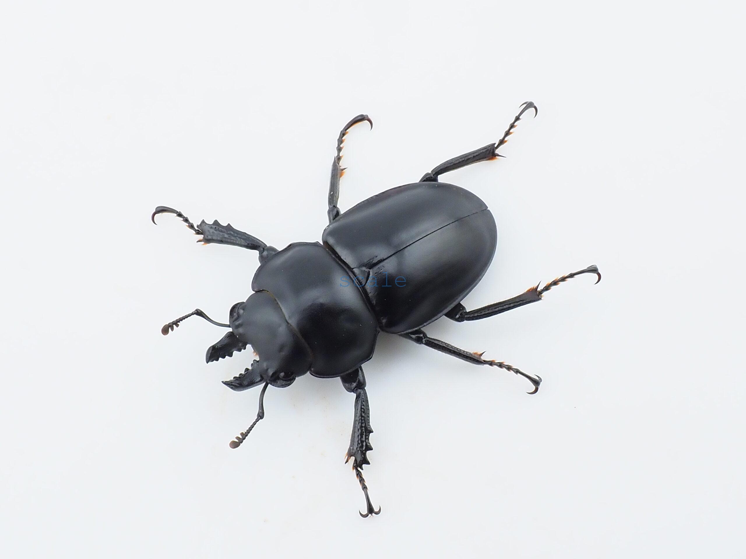 Neolucanus.guiardi