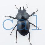 Neolucanus.guiardi