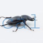 Neolucanus.guiardi