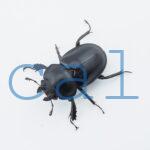 Neolucanus.guiardi