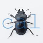 Neolucanus.guiardi