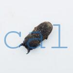 Dorcus sp.