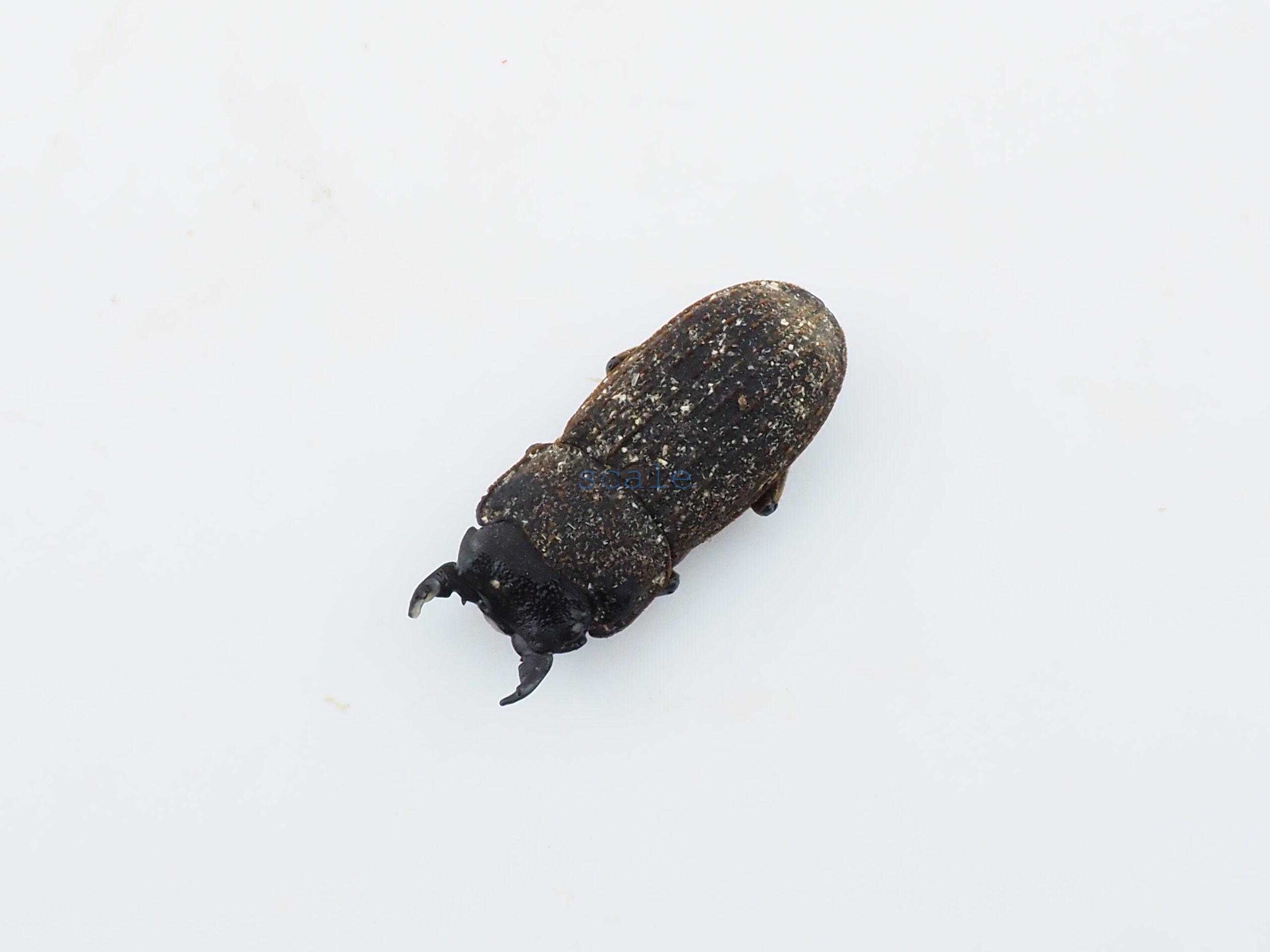 Dorcus sp.