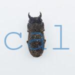Dorcus sp.