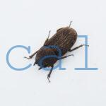 Dorcus sp.