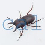 Epidorcus sp.