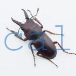 Epidorcus sp.