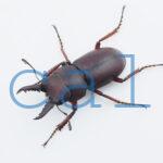 Epidorcus sp.