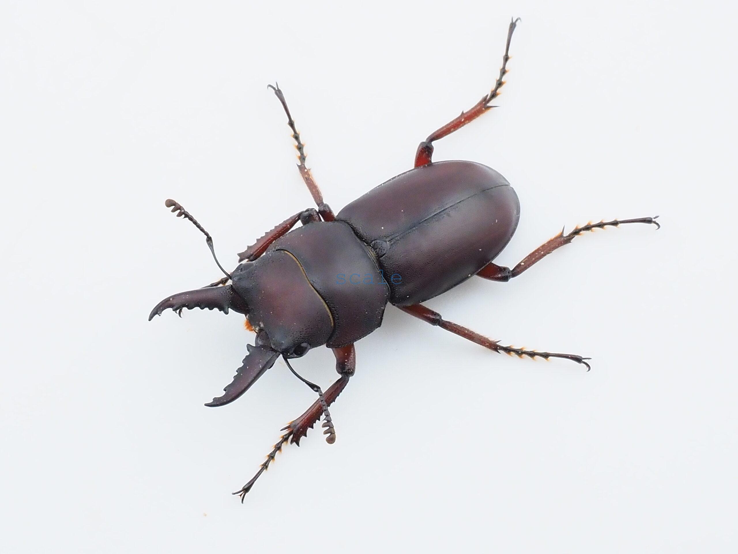 Epidorcus sp.