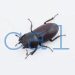 Epidorcus sp.