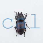 Epidorcus sp.