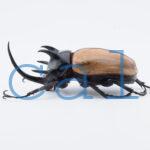 E.gracilicornis L1