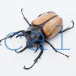 E.gracilicornis L1
