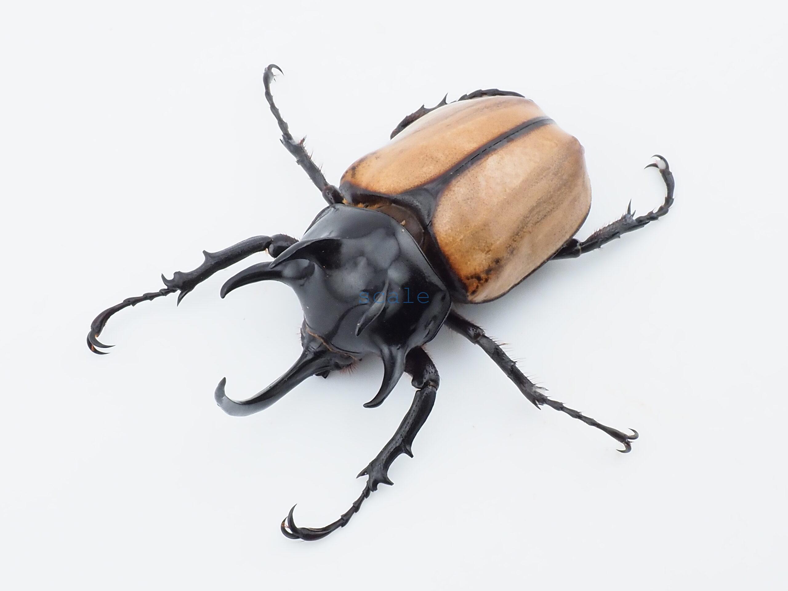 E.gracilicornis L1